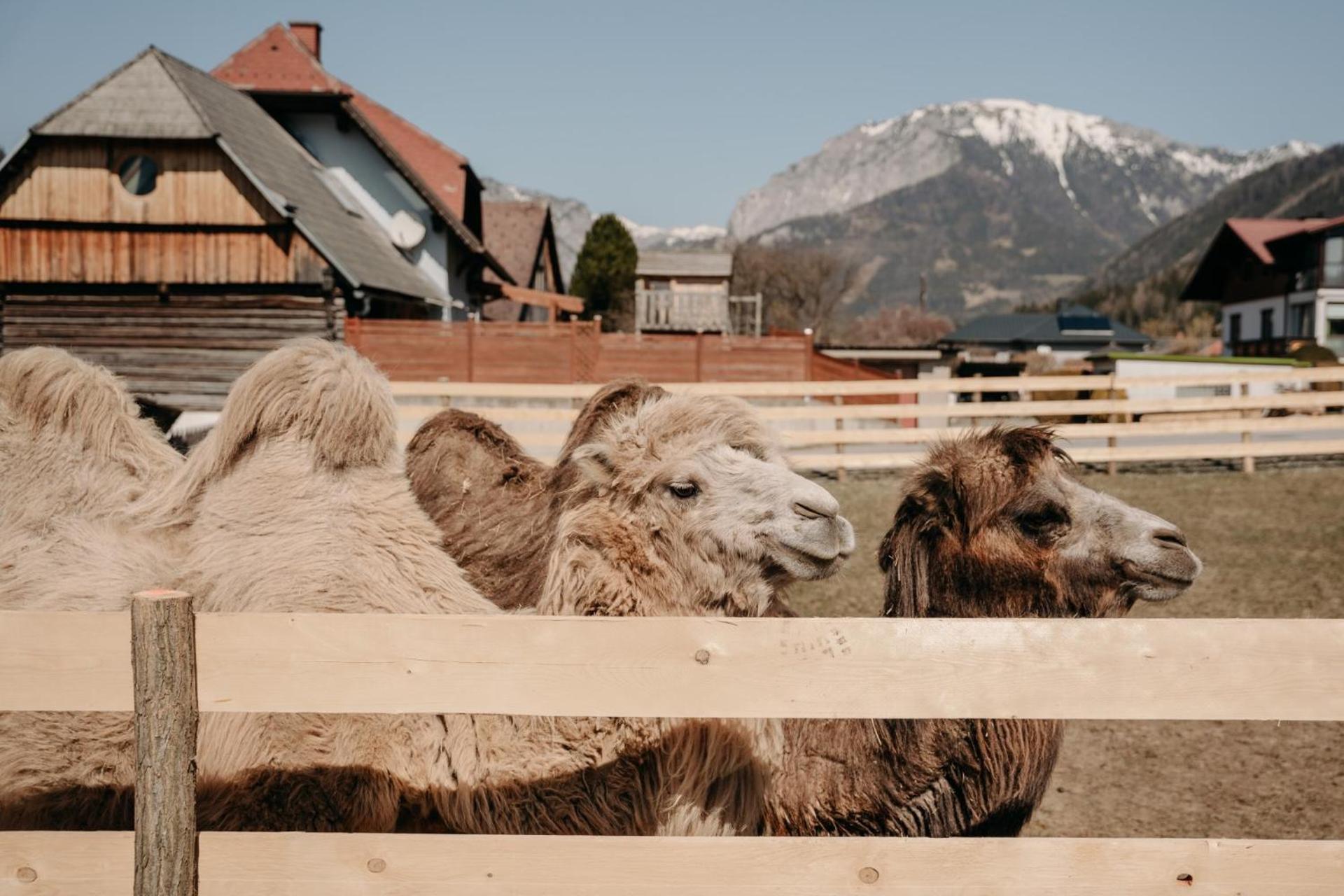 Alpakas, Lamas Und Rentiere Zum Gruenen See Grossdorf  Luaran gambar