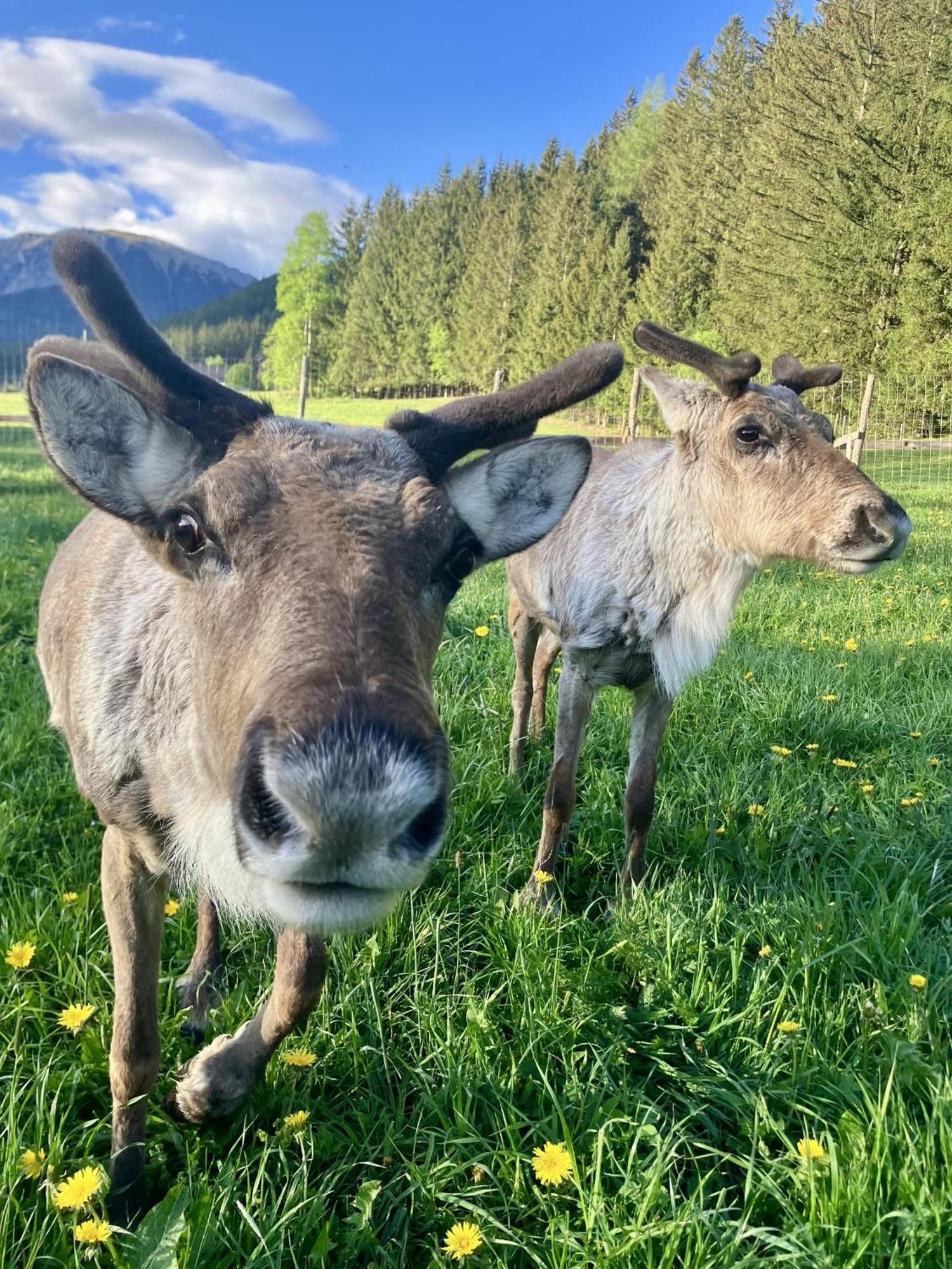 Alpakas, Lamas Und Rentiere Zum Gruenen See Grossdorf  Luaran gambar